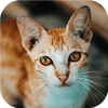 cat tastic puzzle challenge